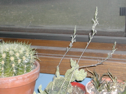 Windowpane Blooms 2009 1